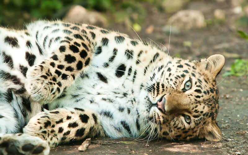Leopard Lying on Ground — Brown, Calm, Photograph, Rocks, Plants