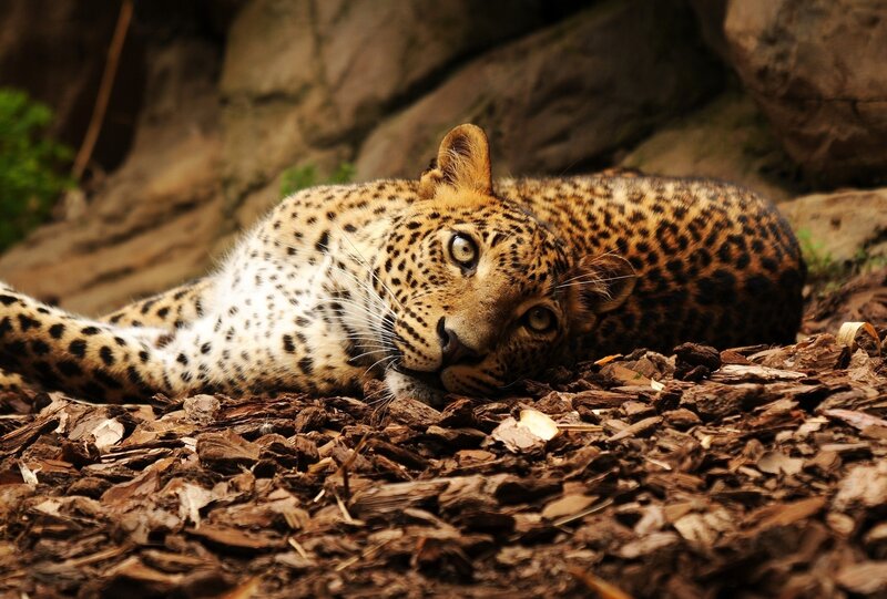 Leopard Lying on Ground — Brown, Calm, Photograph, Rocks