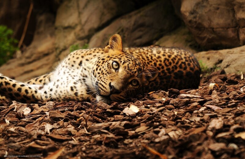 Leopard Lying on Ground — Brown, Calm, Photograph, Rocks, Wood Chips, Greenery
