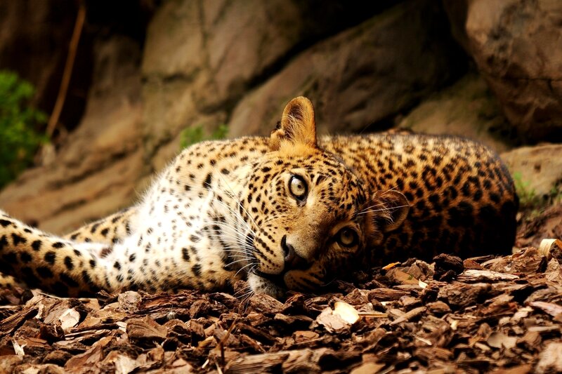 Leopard Lying on Ground — Brown, Calm, Photograph, Rocks, Wood Chips