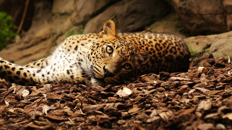 Leopard Lying on Ground — Brown, Calm