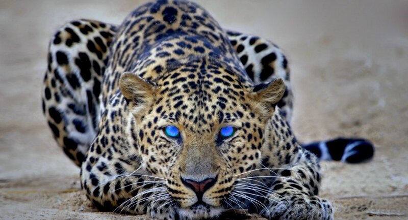 Leopard Lying on Ground — Brown, Intense