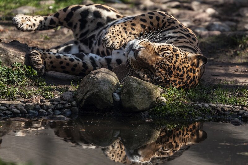 Leopard Lying on Ground — Brown, Relaxed
