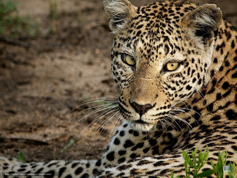 Leopard Lying on Ground — Brown