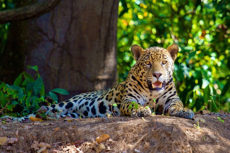 Leopard Lying on Ground — Green, Alert