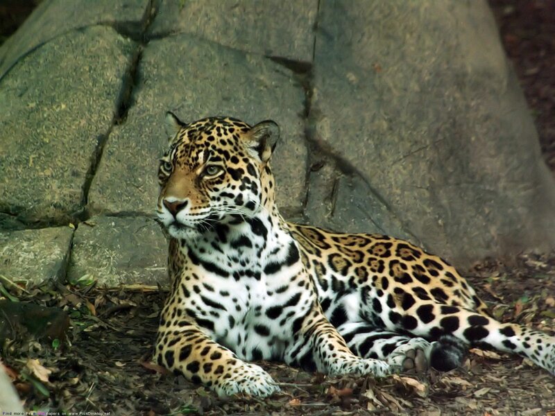 Leopard Lying on Ground