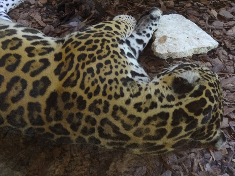 Leopard Lying on Ground — Yellow