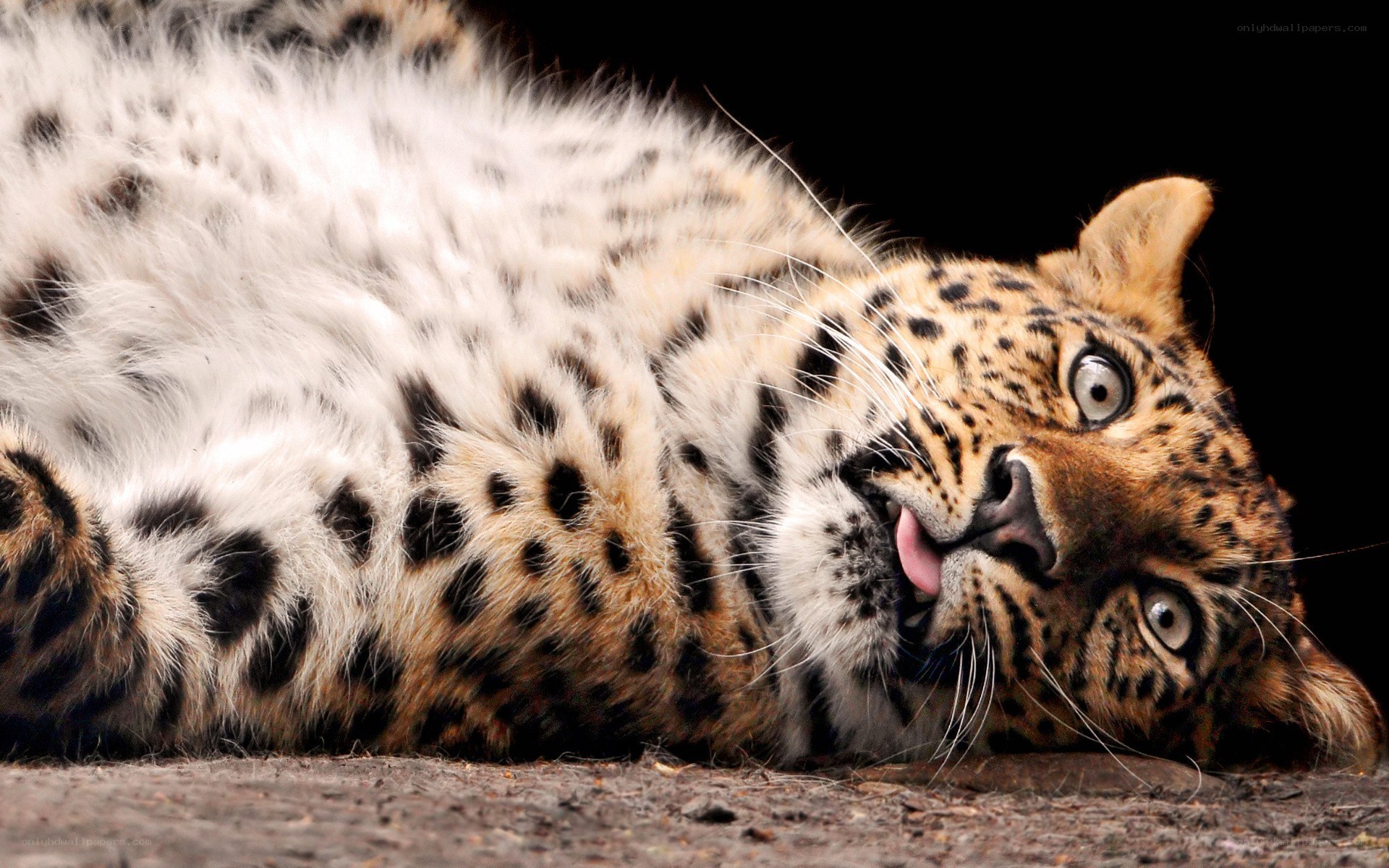 leopard lying on its back