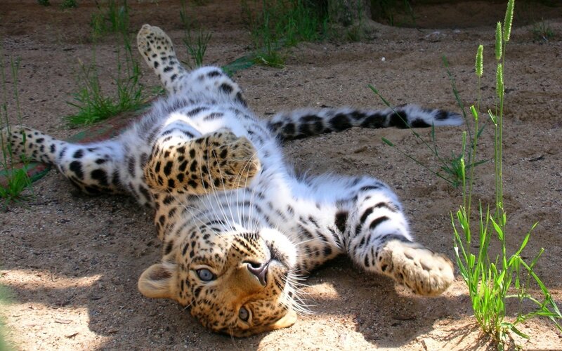 Leopard lying on its back