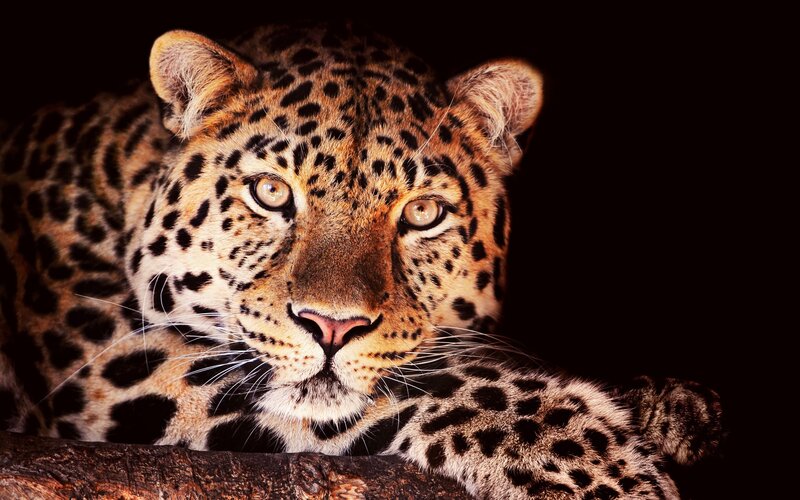 Leopard Lying on Log — Black, Intense