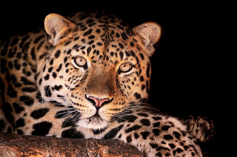 Leopard Lying on Log — Black