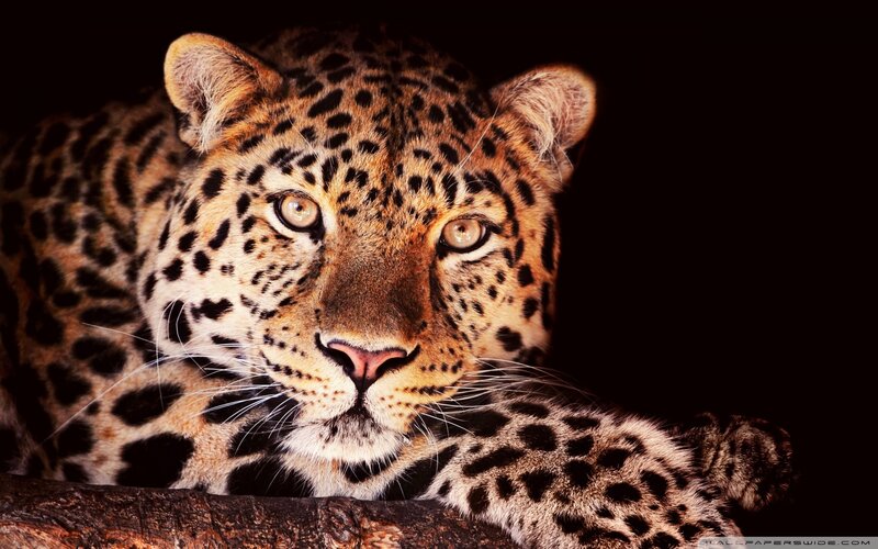 Leopard Lying on Log