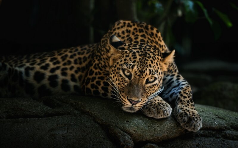 Leopard Lying on Rock — Black, Dark, Night