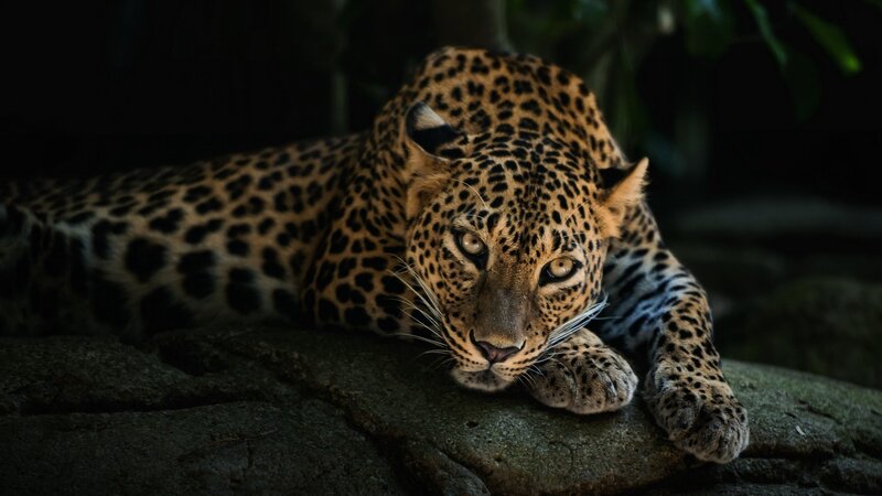 Leopard Lying on Rock — Black, Dramatic, Night, Photograph, Forest, Brown