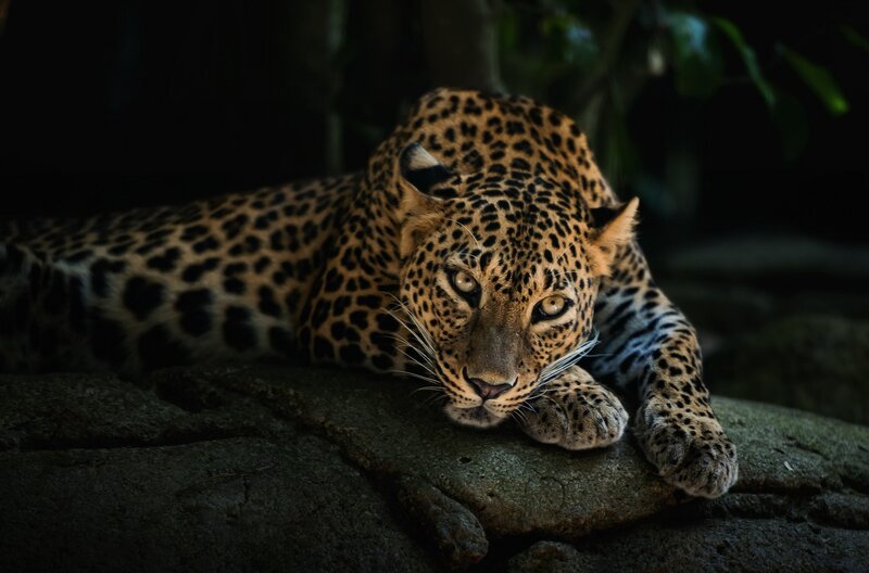 Leopard Lying on Rock — Black, Dramatic, Night, Photograph
