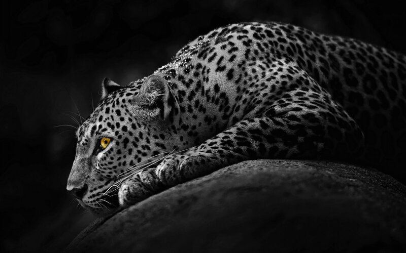 Leopard Lying on Rock — Black, Dramatic, Night, Photograph, White
