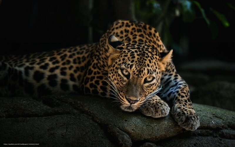 Leopard Lying on Rock — Black, Dramatic, Night