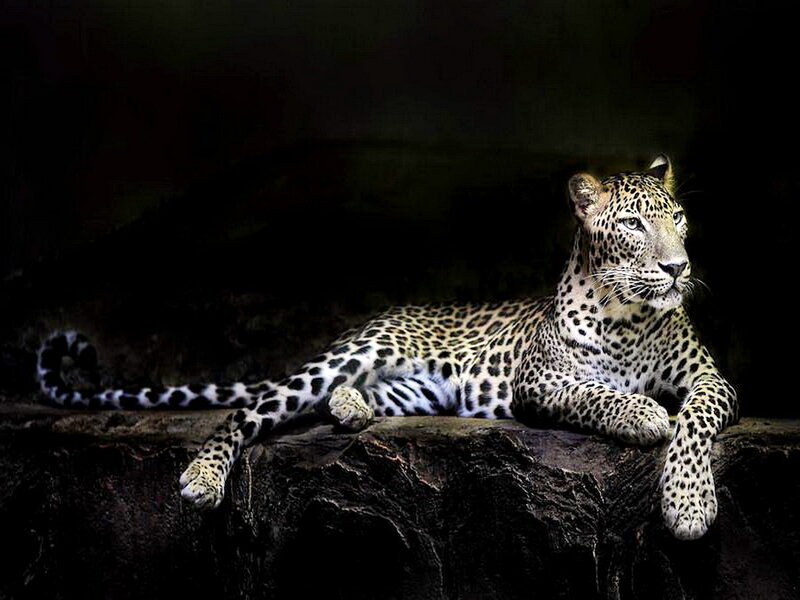 Leopard Lying on Rock — Black
