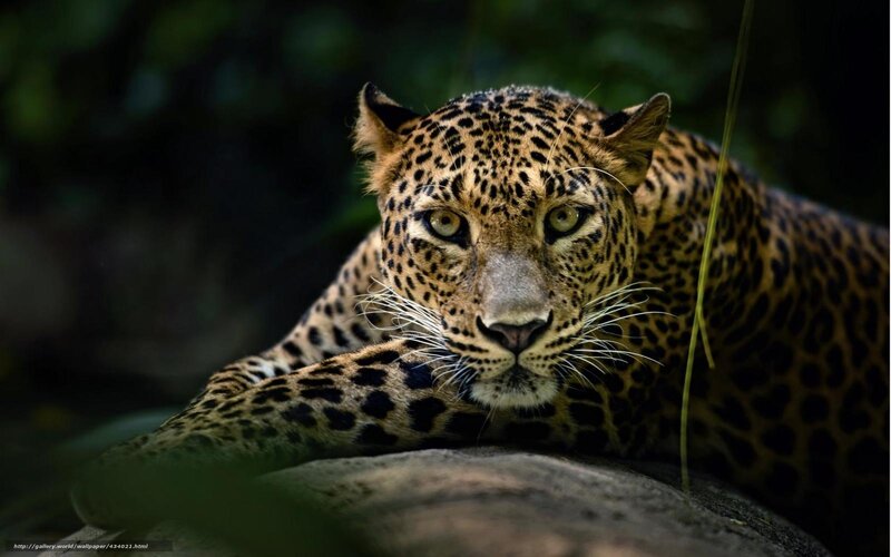 Leopard Lying on Rock — Brown, Alert, Photograph