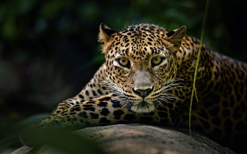 Leopard Lying on Rock — Brown, Alert