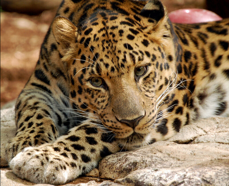 Leopard Lying on Rock — Brown, Calm, Afternoon, Photograph