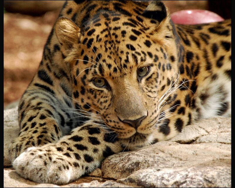 Leopard Lying on Rock — Brown, Calm, Afternoon