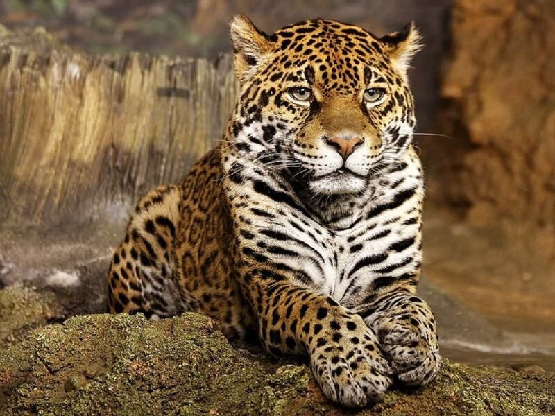 Leopard Lying on Rock — Brown, Calm
