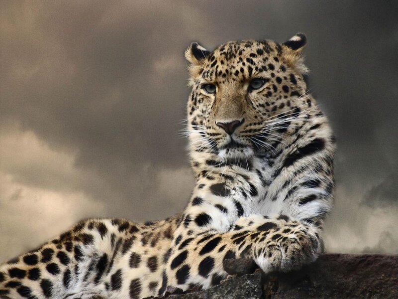 Leopard Lying on Rock — Brown, Dramatic