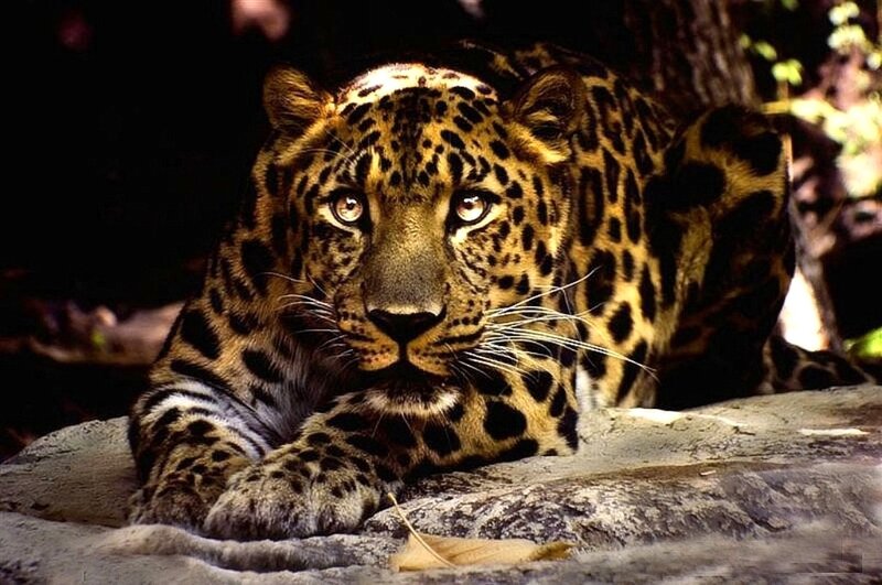 Leopard Lying on Rock — Brown