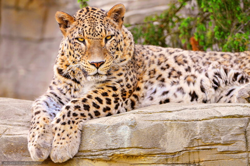 Leopard Lying on Rock — Tan, Calm, Photograph