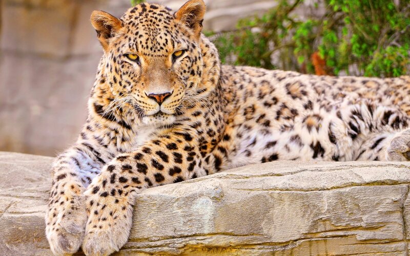 Leopard Lying on Rock — Tan, Calm