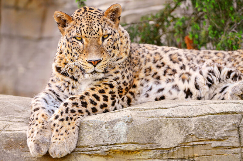 Leopard Lying on Rock — Tan