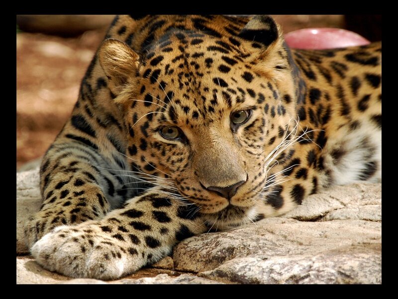 Leopard Lying on Rock