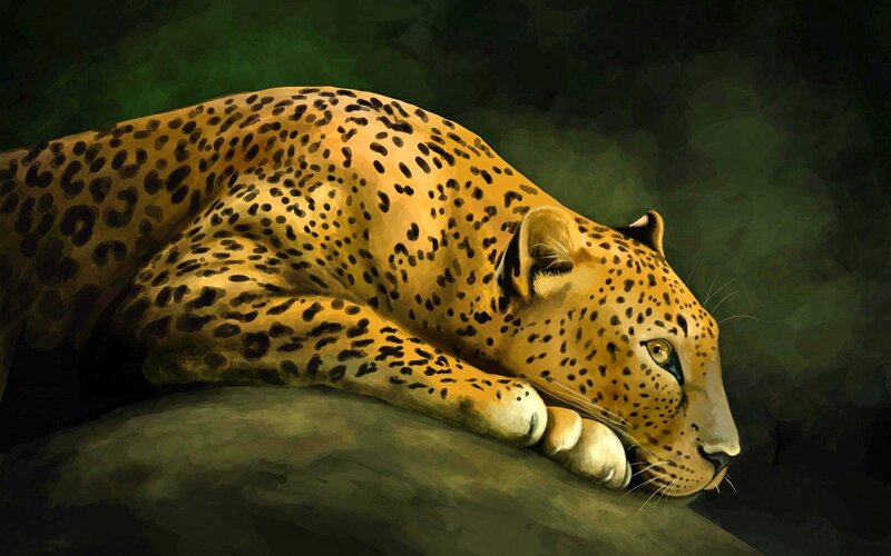 Leopard Lying on Rock — Yellow