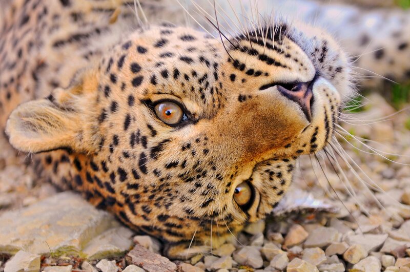 Leopard Lying on Rocks — Tan