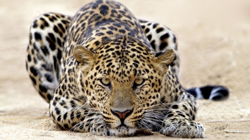 Leopard Lying on Sand — Brown