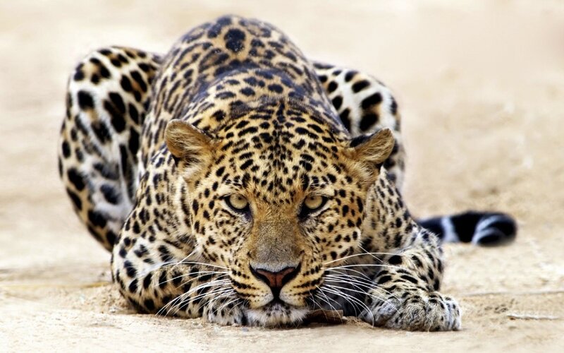Leopard Lying on Sand — Tan, Alert, Afternoon, Photograph, Tail, Black, Brown