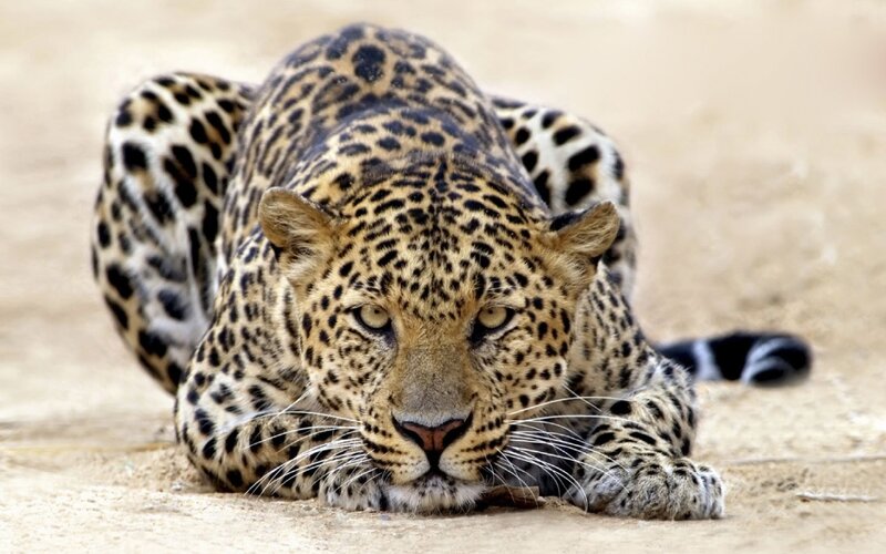 Leopard Lying on Sand — Tan, Alert, Afternoon, Photograph, Tail
