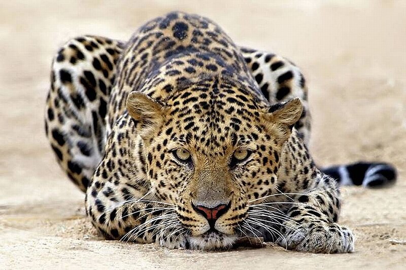 Leopard Lying on Sand — Tan, Alert, Afternoon, Photograph