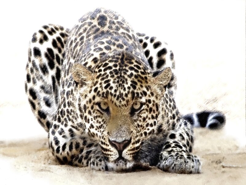Leopard Lying on Sand — Tan, Alert, Illustration