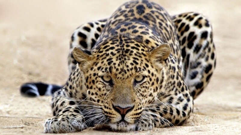 Leopard Lying on Sand — Tan, Alert, Photograph
