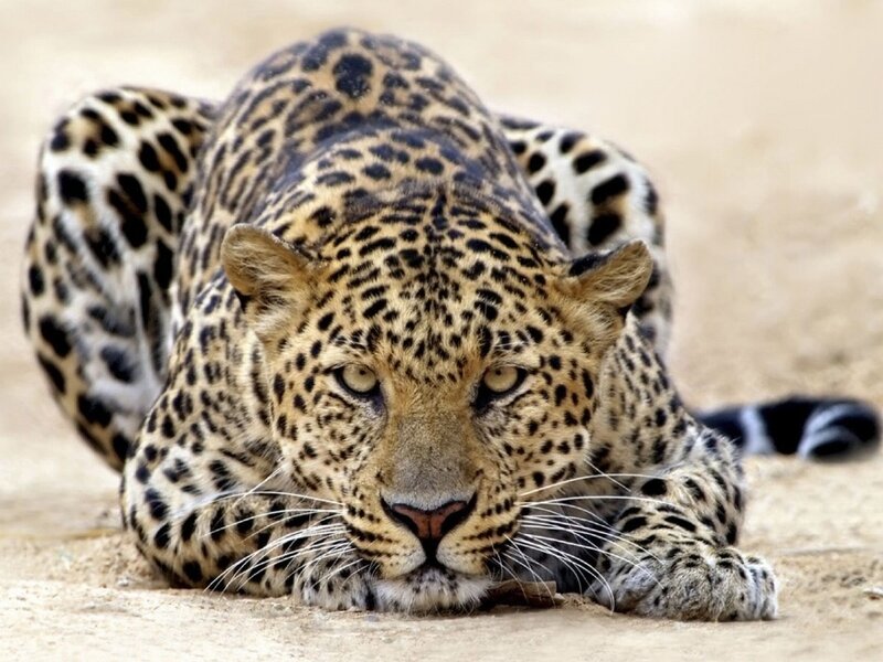 Leopard Lying on Sand — Tan, Alert