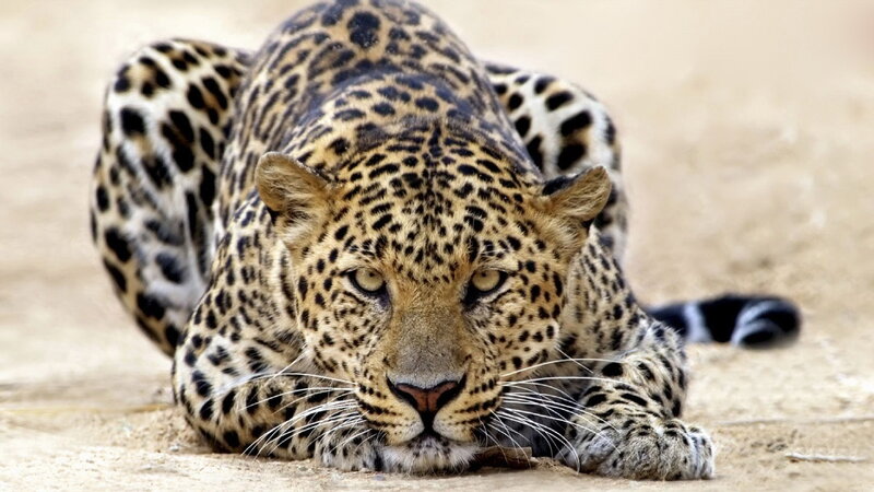 Leopard Lying on Sand — Tan