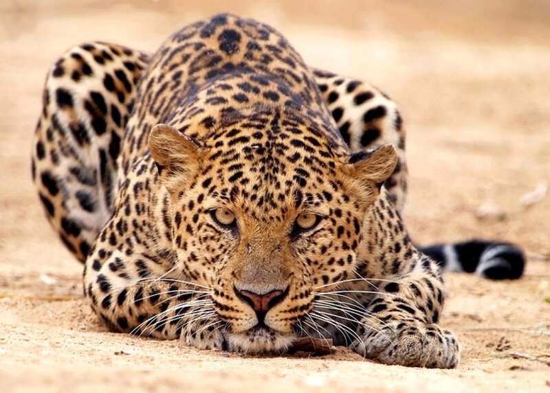 Leopard Lying on Sand