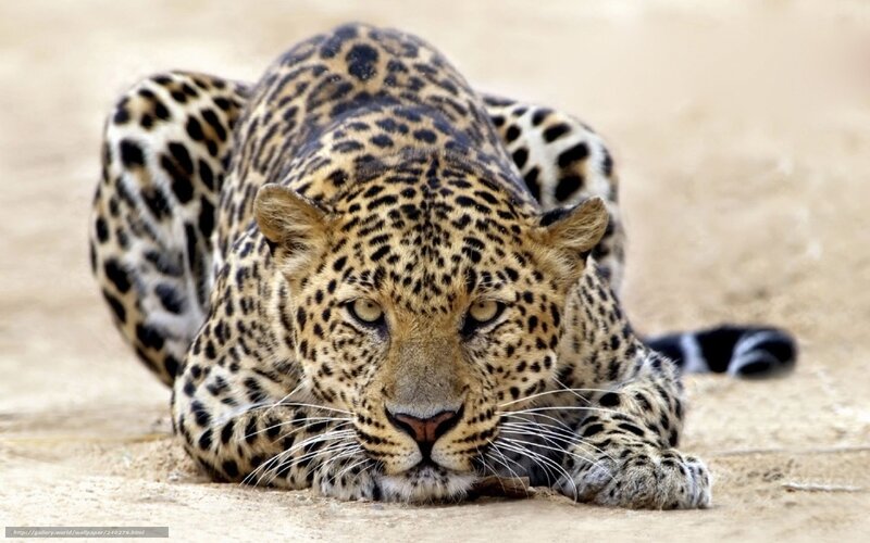 Leopard lying on sandy ground