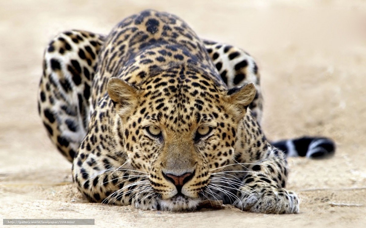 Leopard lying on the ground