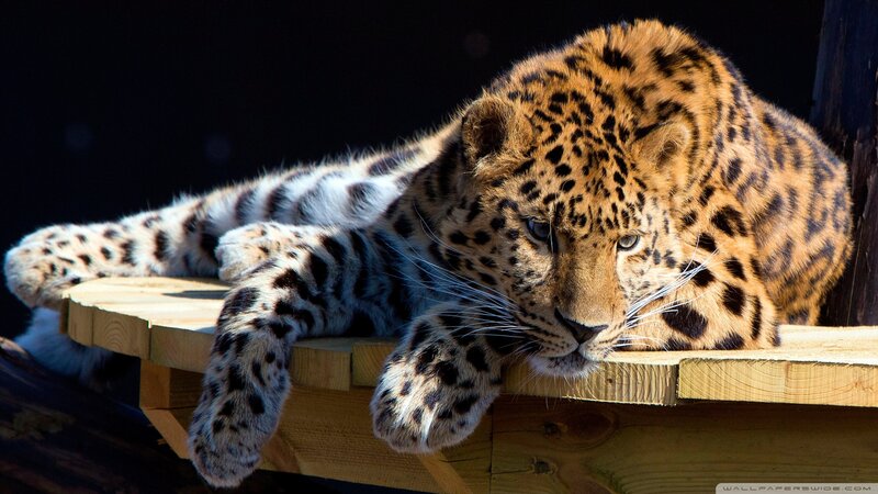 Leopard Lying on Wood
