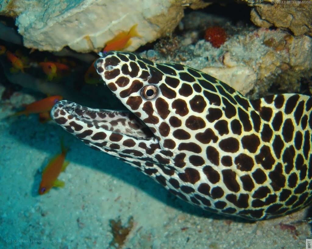 Leopard moray eel in coral reef
