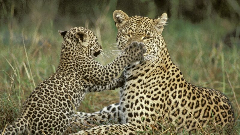 Leopard mother and cub playing