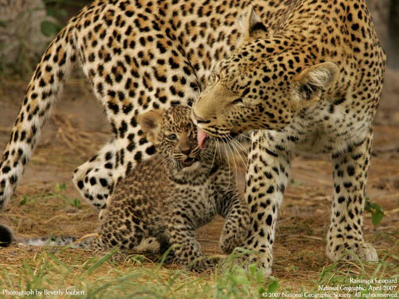 Leopard Mother Grooming Cub — Brown